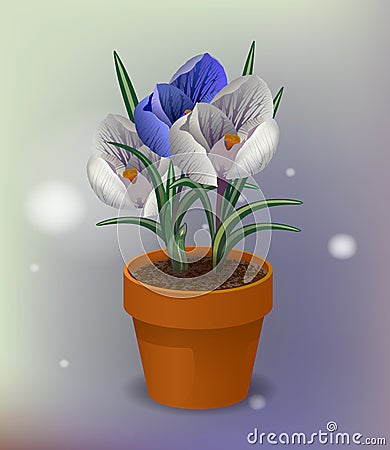 8 March Women`s Day. Vector illustration pot with f. Greeting card with flowers crocuses and a tape which tells congratulations. Vector Illustration
