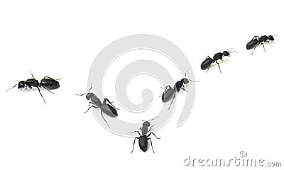 Marching Ants Stock Photo