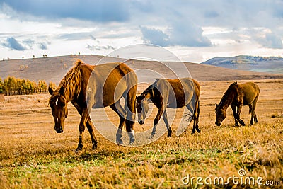 Marching three horses Stock Photo