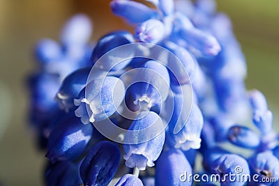 Marco of Grape Hyacinth purple flower plant. Stock Photo