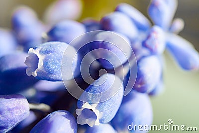 Marco of Grape Hyacinth purple flower plant. Stock Photo