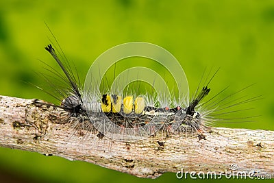 Marco photography-hairy yellow caterpillars crawling Stock Photo