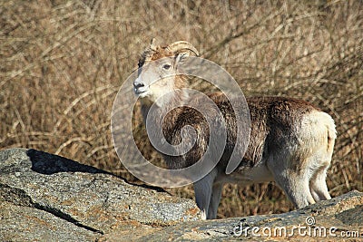 Marco Polo sheep Stock Photo