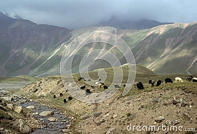 Marco Polo sheep grazing on flat steppes Stock Photo