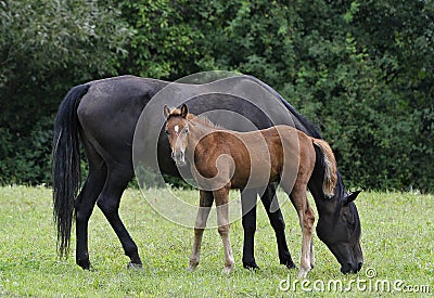 Mare and colt Stock Photo