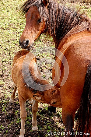 Mare and colt Stock Photo