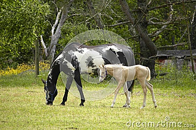 Mare and Colt Stock Photo