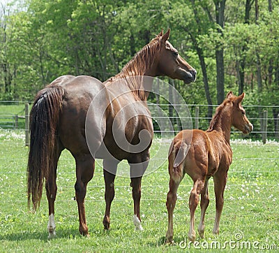 Mare and colt Stock Photo