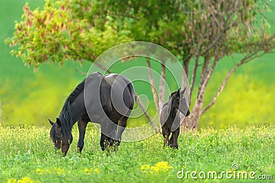 Mare and colt Stock Photo