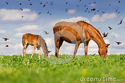 Mare with colt Stock Photo