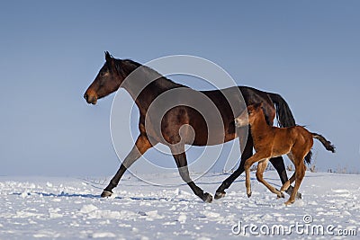 Mare with colt Stock Photo