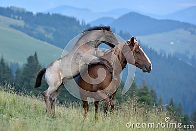 mare and cute playful foal on mountain pasture Stock Photo