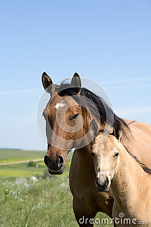 Mare and foal Stock Photo