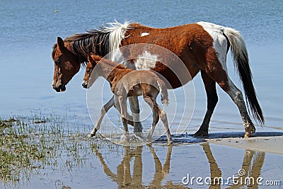 Mare & foal Stock Photo