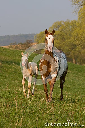 Mare with foal running Stock Photo