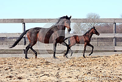 Mare with foal Stock Photo