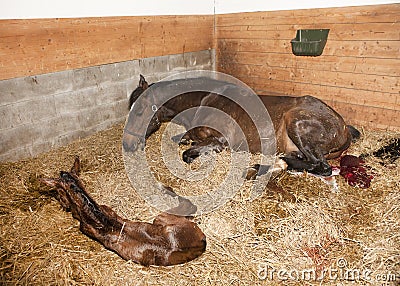 Mare gave birth to foals Stock Photo