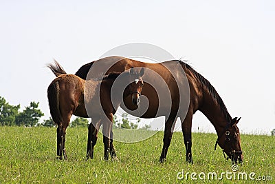 Mare and Her Colt Stock Photo