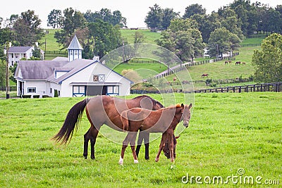 Mare with her colt on pastures of horse farms. Stock Photo