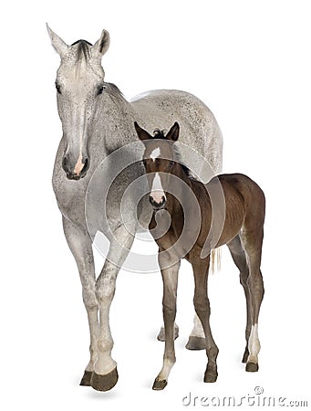 Mare and her foal, 14 years old and 20 days old Stock Photo