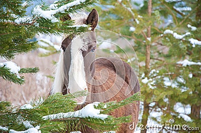 Mare posing near fir tree Stock Photo