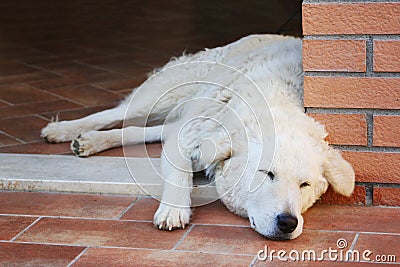 Maremma sheepdog sleeping on a terracotta floor Stock Photo