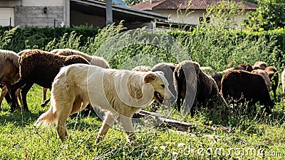 maremma sheepdog take care of the flock of sheep that graze in an uncultivated field on a September day in the Italian region Stock Photo