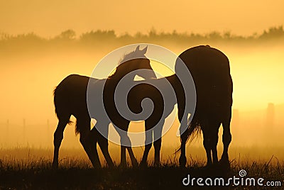 Mares with foals Stock Photo