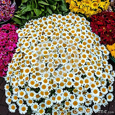 Margarita Flor (Common daisy)in a vibrant street market in South America Stock Photo