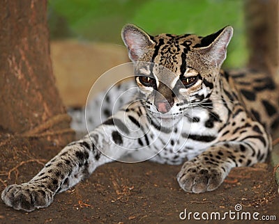 Margay cat or Caucel ,feline reserve, nicaragua, Stock Photo