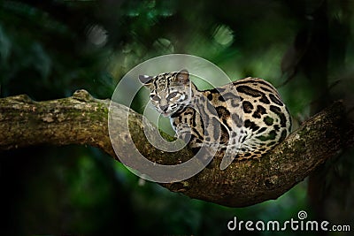 Margay, Leopardis wiedii, beautiful cat sitting on the branch in the tropical forest, Central America. Wildlife scene from tropic Stock Photo