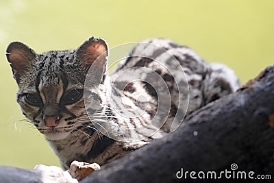 Margay, Leopardus Wiedi, on and Branch and Watching The Surroundings Stock Photo