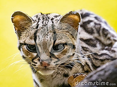 Margay, Leopardus wiedii, lazily observes the surroundings Stock Photo