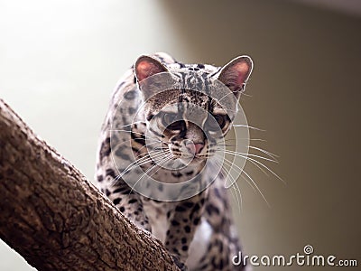 Margay, Leopardus wiedii, a rare South American cat watches the photographer Stock Photo