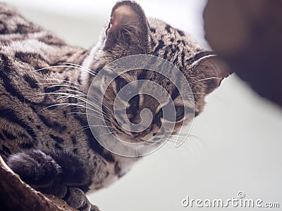 Margay, Leopardus wiedii, a rare South American cat watches the photographer Stock Photo