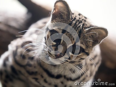 Margay, Leopardus wiedii, a rare South American cat watches the photographer Stock Photo