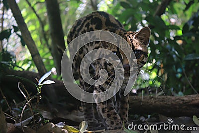 An margay, Leopardus wiedii, stalking towards the camera Stock Photo