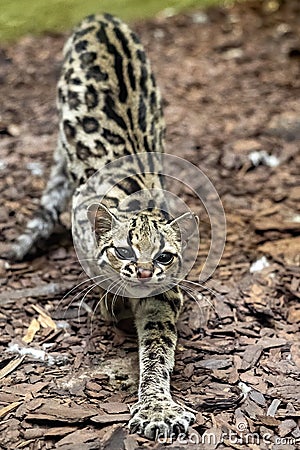 Margay, Leopardus wiedii, stretches, looks like he didn`t have a front leg Stock Photo
