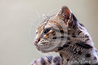 Margay, Leopardus wiedii, a rare South American cat Stock Photo