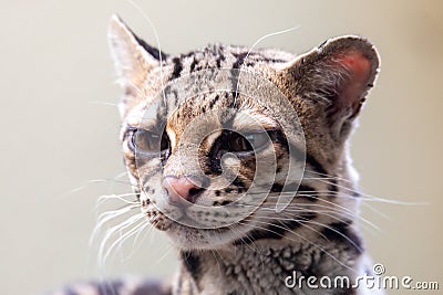 Margay, Leopardus wiedii, a rare South American cat Stock Photo