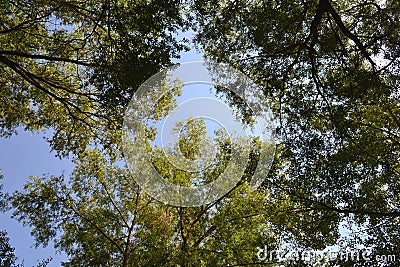 Marge deciduous forest Stock Photo