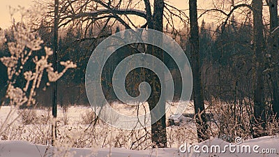 Marge of the forest. Old tree on the foreground. Stock Photo