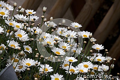 Marguerite, dog daisy - Leucanthemum vulgare Stock Photo