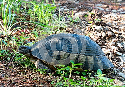 Marginated Tortoise in Athens, Greece Stock Photo