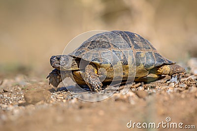 Marginated tortoise side Stock Photo