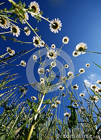 Marguerite Stock Photo