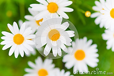 Marguerite Daisy Flowers Stock Photo