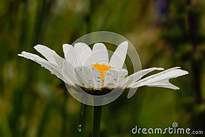 Marguerite with drops of Water Stock Photo