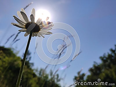 Marguerite flower from bottom holding sun Stock Photo