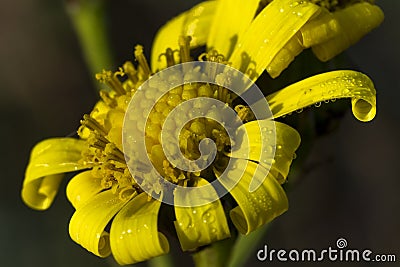 Marguerite and water drops Stock Photo